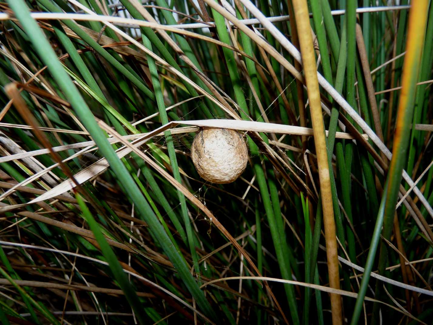 Stadi diversi di sviluppo di Argiope bruennichi